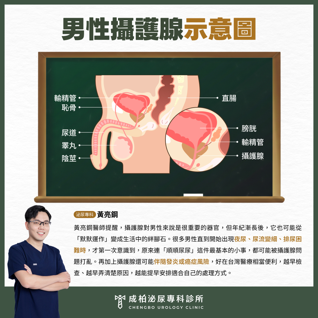 男性攝護腺示意圖